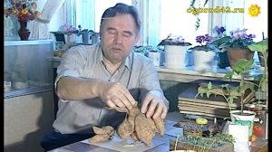 Хранение георгинов Альбертом Смирновым в глиняной болтушке