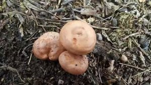 Грибы на Бештау. Млечники, сыроежки, грузди, белые, моховики..mp4