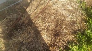 Ежевика Блек Даймонд,15.05.23,четвертый год вегетации