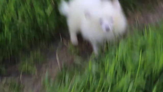 Веточка Вербы, 3,5 мес. смотреть онлайн