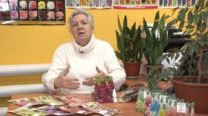 Голова садовая - Как сохранить гладиолусы до посадки