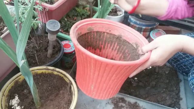 How to Grow Gladiolus Plant || Best House plants смотреть онлайн