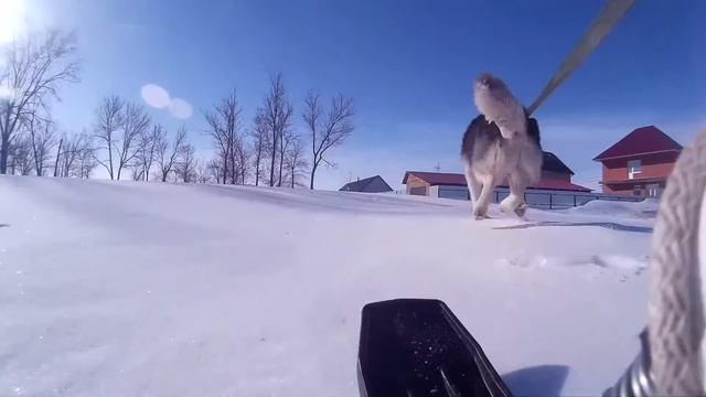 Снегокат за хаски. 2 часть. смотреть онлайн
