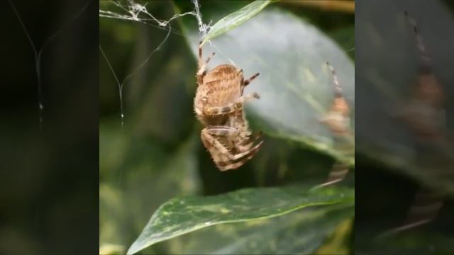 В паутине? смотреть онлайн
