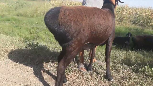 Гиссарский баран. Годовалый смотреть онлайн