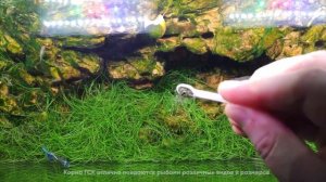 НОВИНКА! ГСК Гречишно-спирулиновый корм для всех видов рыб различных размеров