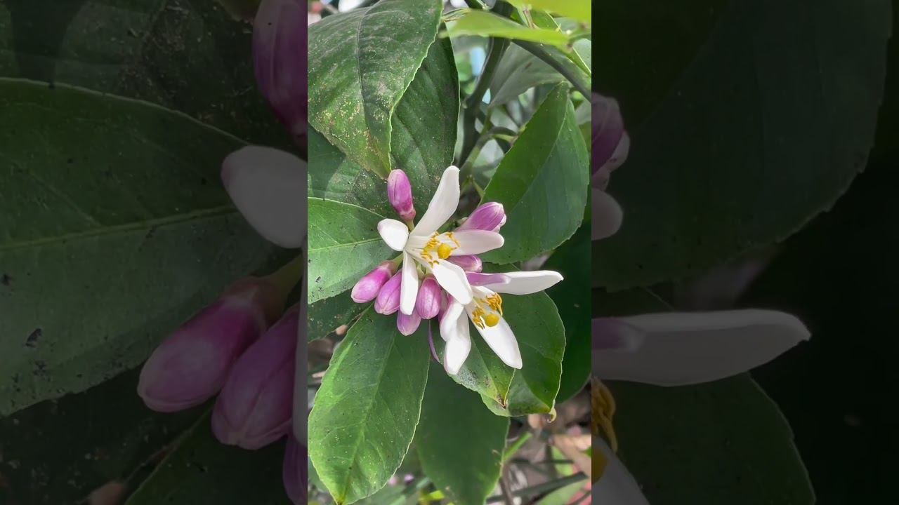 Цветение лимона. #лимон #lemon #lemontree смотреть онлайн