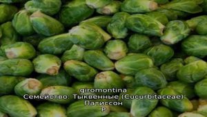 Полный список названий овощей по алфавиту с фотографиями