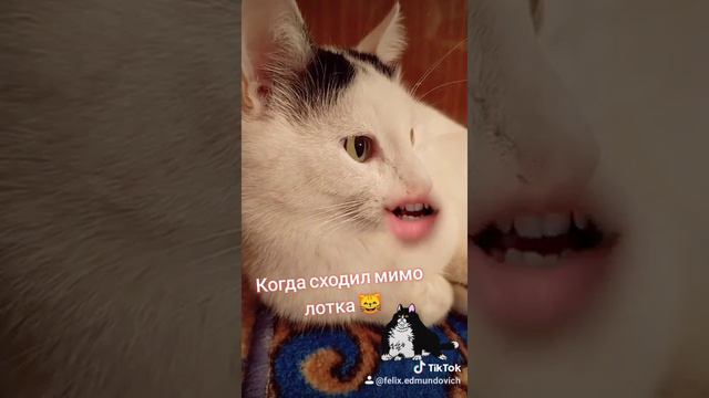 Когда кот сходил мимо лотка 😸