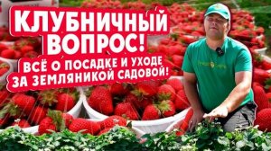 КЛУБНИЧНЫЙ ВОПРОС! Всё о посадке и уходе за земляникой садовой (клубникой).