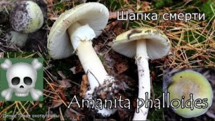 Смертельно-ядовитый гриб - Бледная поганка | Amanita phalloides