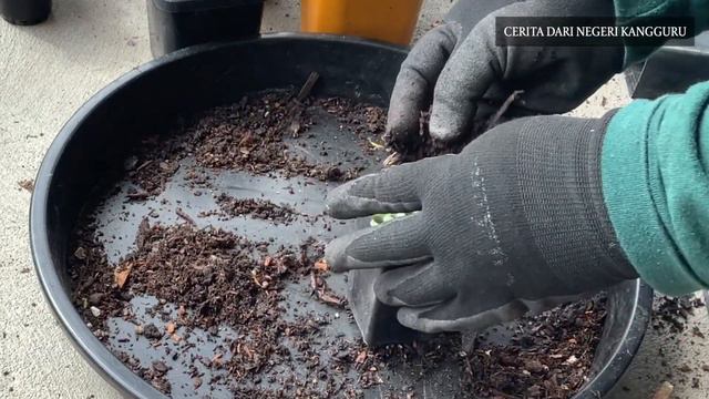 Kenapa Harus Repotting Sukulen? смотреть онлайн