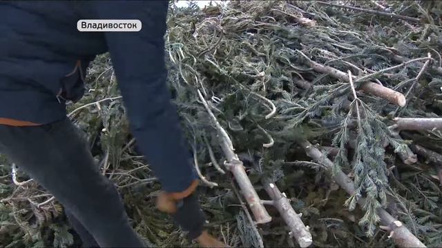 Избавиться от новогодней ёлки можно с пользой для окружающей среды смотреть онлайн