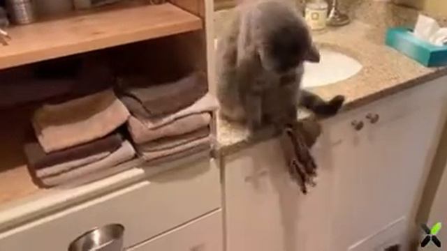 Наглость - второе счастье! смотреть онлайн