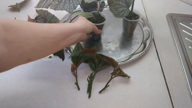 Бегония крапчатая - уход и размножение.//Speckled begonia - care and reproduction.// смотреть онлайн