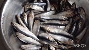 салака холодного копчения