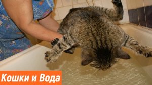 КОШКИ В ВОДЕ смешные моменты / Приколы с котами