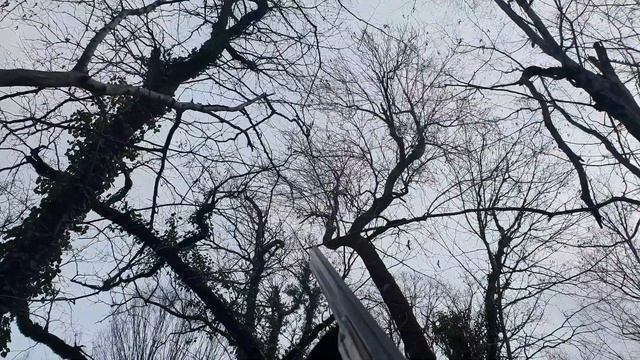 Охота на голубя (вяхиря) в Туапсинском районе смотреть онлайн