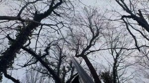 Охота на голубя (вяхиря) в Туапсинском районе