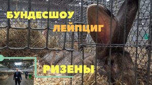 Ризены на выставке кроликов БУНДЕСШОУ Германия