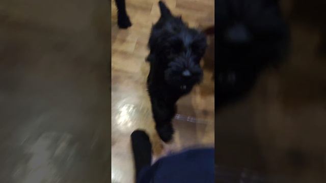 Натуральное кормление собак в домашних условиях.