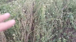 Уже собрали семена РУККОЛЫ? А когда по Вашему их пора собирать?