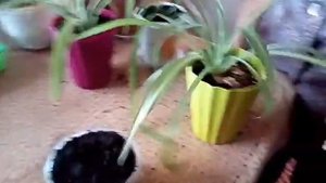 #КАК ПЕРЕСАДИТЬ ЛУКОВИЧНЫЕ ЦВЕТЫ#