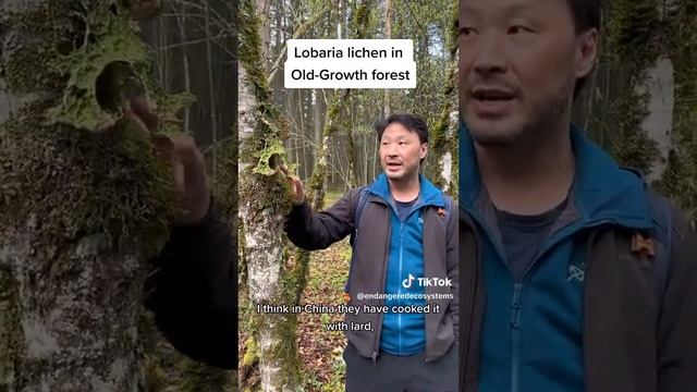 Lobaria lichen in BC Old-Growth Forest смотреть онлайн