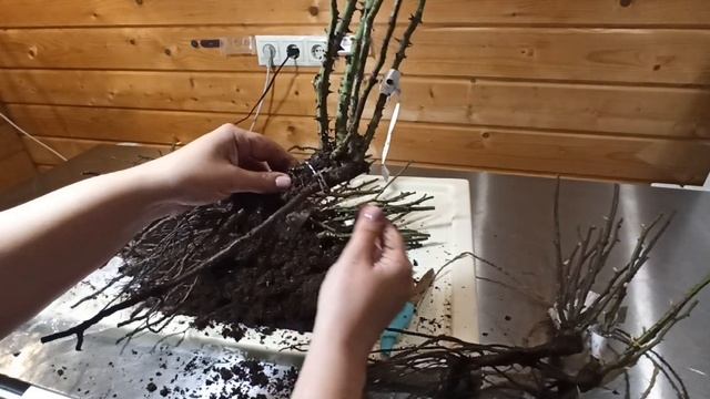 Питомник роз Сергея Штепа ? БЕЗ ПРИКРАС.