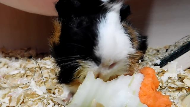 КАК СПЯТ МОРСКИЕ СВИНКИ? #22 смотреть онлайн