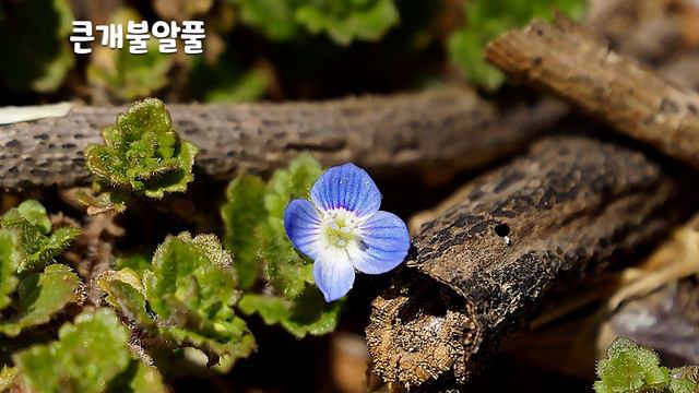 [59편 개불알풀]개의 불알을 닮은 개불알풀 | 눈개불알풀. 선개불알풀. 큰개불알풀은 귀화식물은 귀화식물 смотреть онлайн