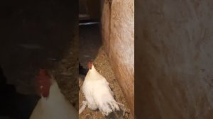 Джерсийский гигант,  Мехеленская кукушка,  взвешивание.