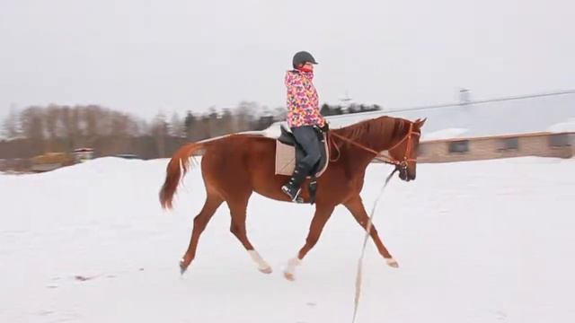 Тайпинги. Рыжая кобыла. 2013 г.р. Продается, г. Киров. смотреть онлайн