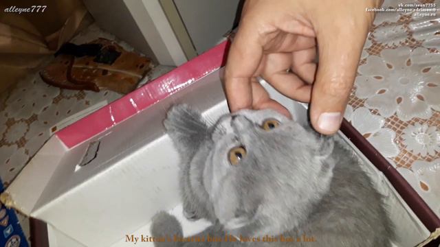 Любимая коробка моего котенка. Он её очень любит. Котенок скоттиш фолд