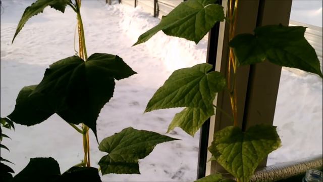 ВЕДРО ОГУРЦОВ НА ПОДОКОННИКЕ смотреть онлайн