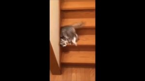 Приколы!! Кот закрыл в шкафу ребенка!!???
