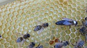 нуклеус для облета маток от фирмы BienenHaus на высоту рамки 230 мм - часть 6 - проверка засева