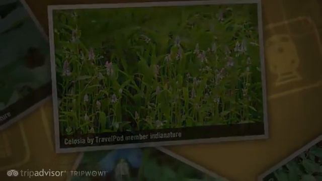 "Early August walk along the Yeoor Trail" Indianature's photos around Bombay, India (travel pics) смотреть онлайн