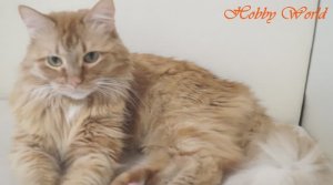 Рукодельная жизнь кота