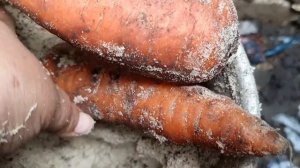 как сохранить морковь свежей до августа