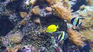 SEA Aquarium Singapore Walking Tour 2021 | 4K