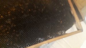 Восковая моль - как надежно организовать молярий.