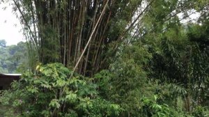 Сплав по реке сквозь джунгли. Таиланд. Сафари  /часть 2/