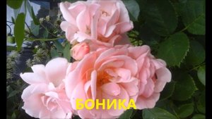 САМЫЕ КРАСИВЫЕ МОРОЗОСТОЙКИЕ И ОБИЛЬНО ЦВЕТУЩИЕ РОЗЫ
