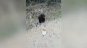В Красноярском крае медвежонок вышел на дорогу, выпрашивая еду