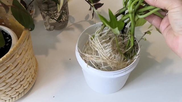 Как я сохраняю ипомея батат до следующего сезона .