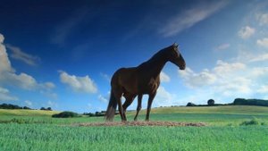 Конь в поле футаж