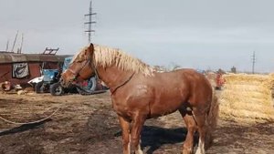 советский тяжеловоз пять лет будет в конце мая