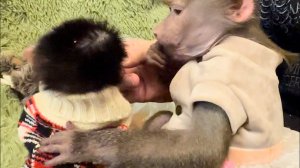У Степашки такие КРАСИВЫЕ ЖИЛЕТКИ! Люся и Степа с Владом кушают миндаль-совместная трапеза)))