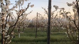 Cherry orchard SERENA, Kyustendil, Bulgaria